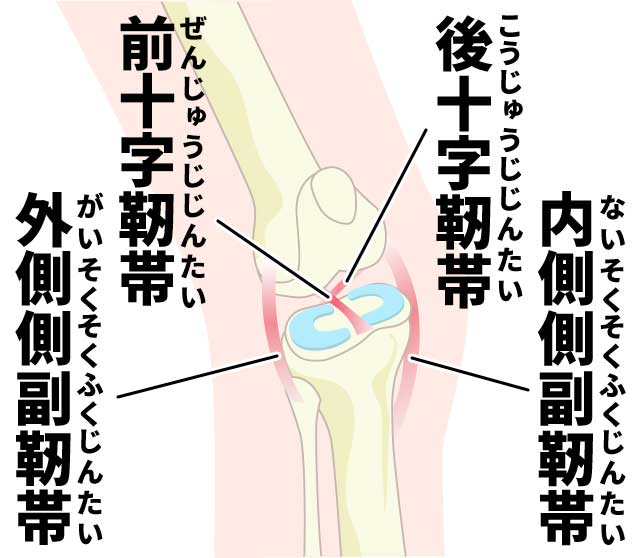 膝の靭帯損傷